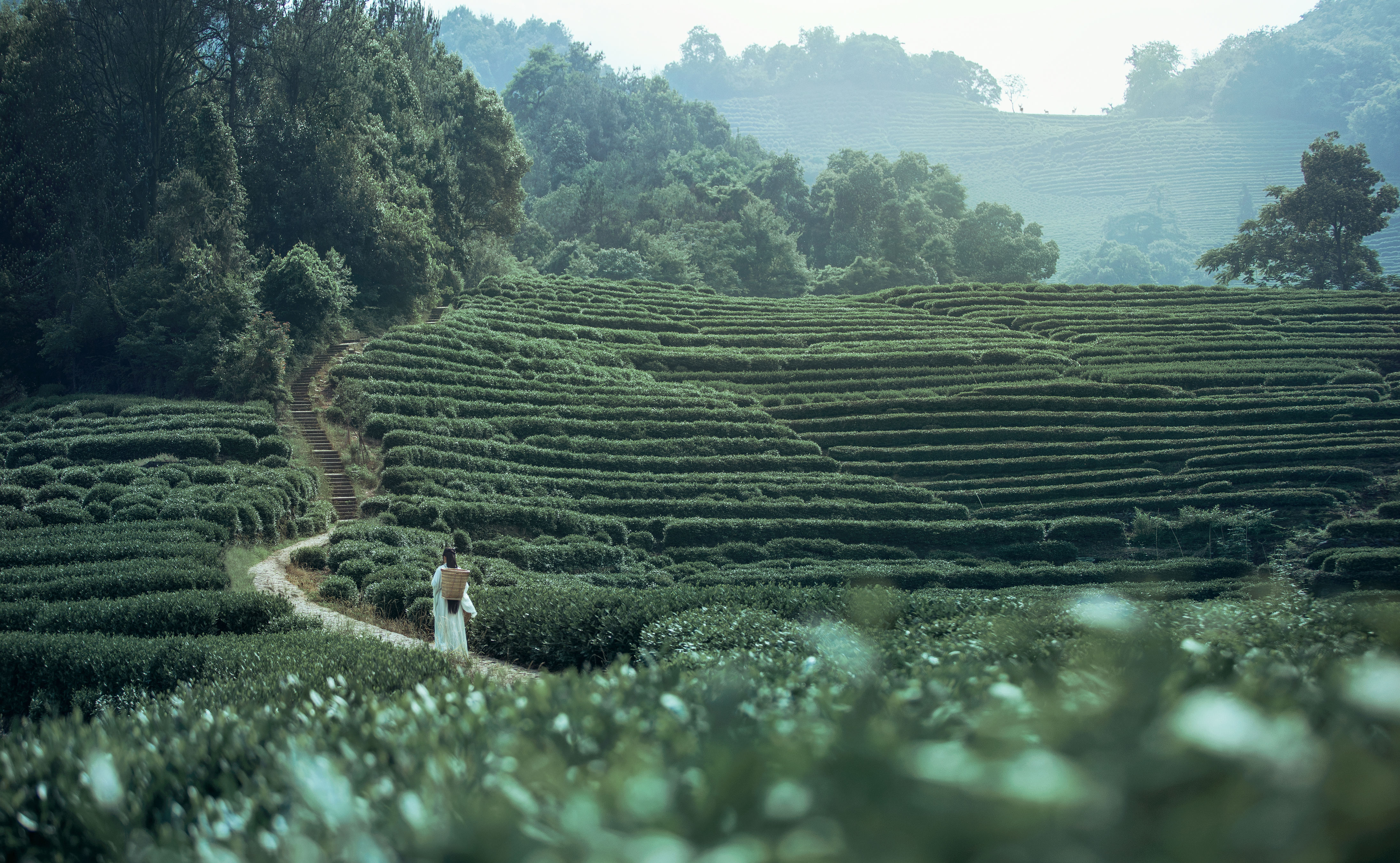 [YiTuYu艺图语] 一个白鹿 《茶山》 好看的4K高清无水印纯欲妹子意境唯美写真完整版图集