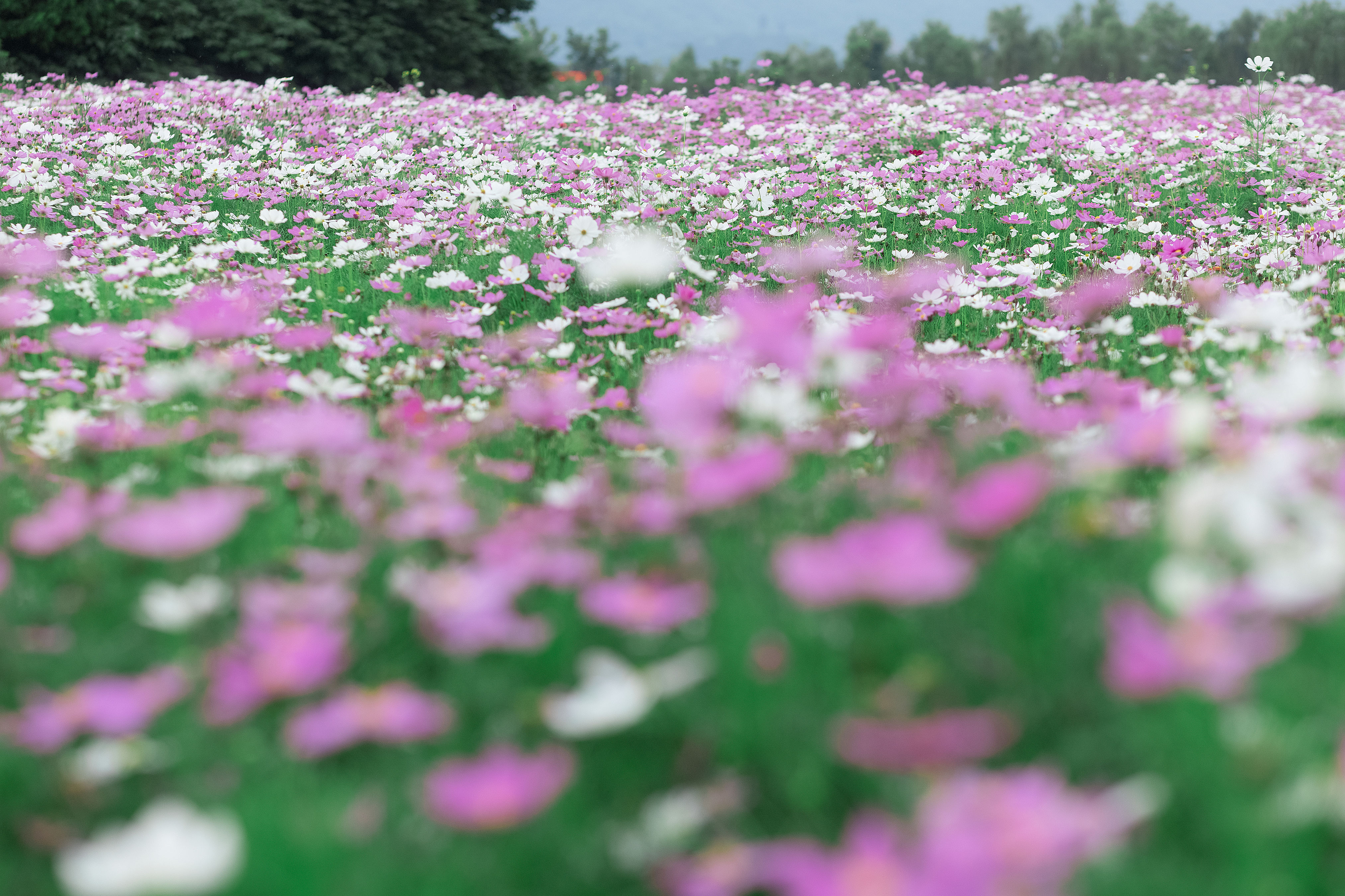 [YiTuYu艺图语] 芋圆圆鹅《山河远阔 人间烟火》 好看的4K高清无水印纯欲妹子意境唯美写真完整版图集