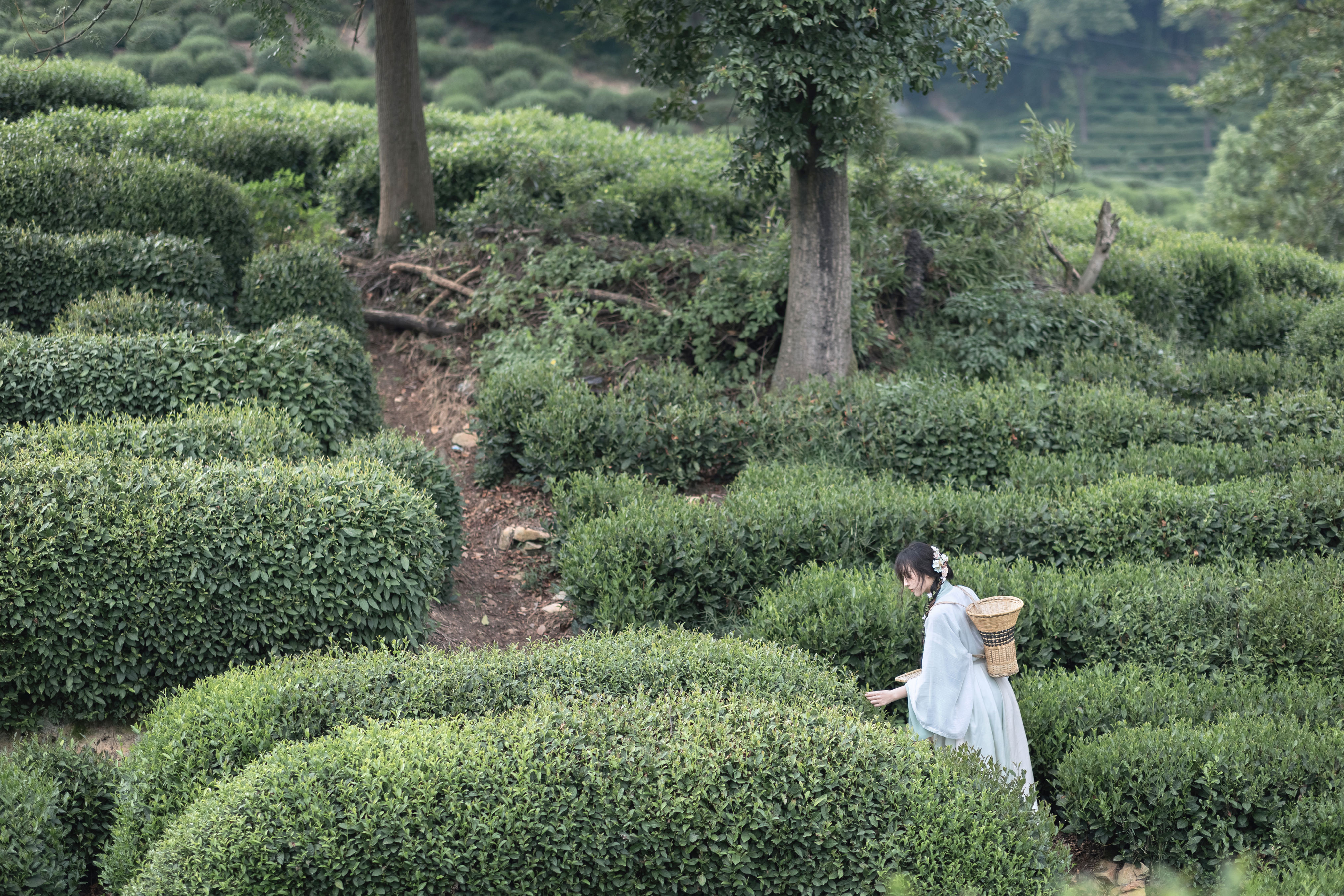 采茶纪 精美 小清新 美好 国风 古风 采茶女