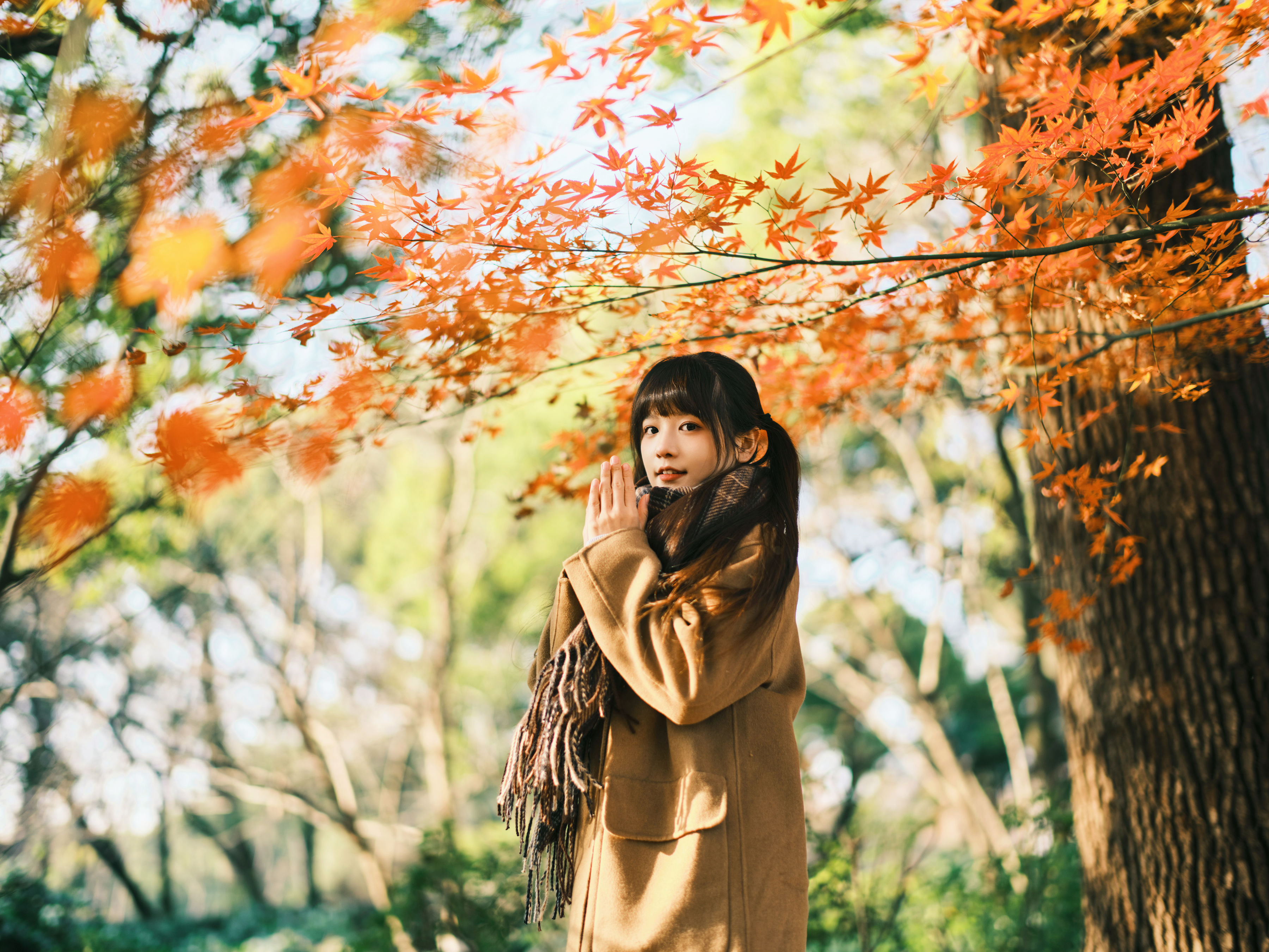 枫 枫叶 女生 清纯 美图 唯美 治愈系 树林