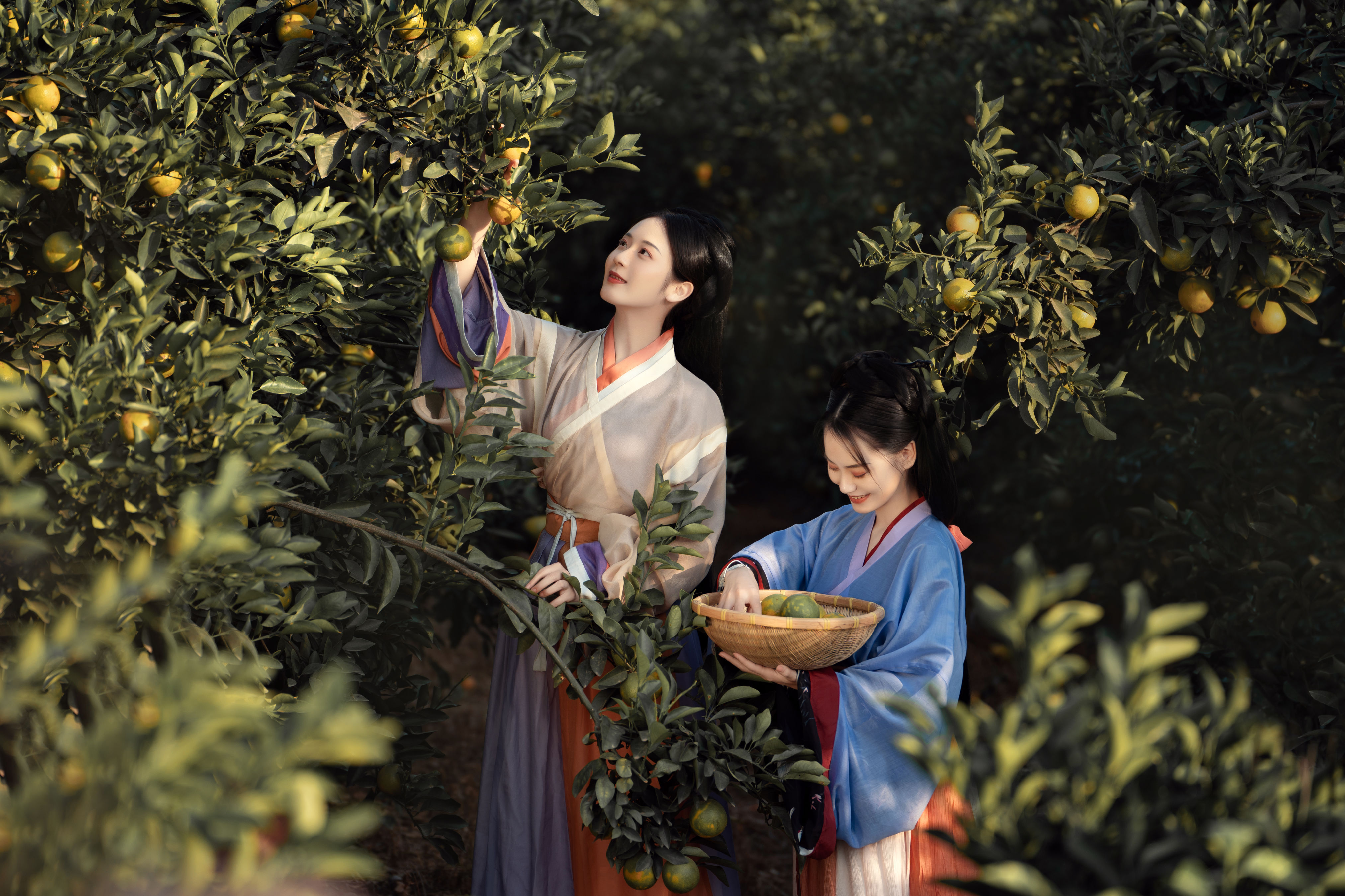 采橘 古代 姑娘 古风 汉服 唯美 美图 小仙女 摄影 闺蜜