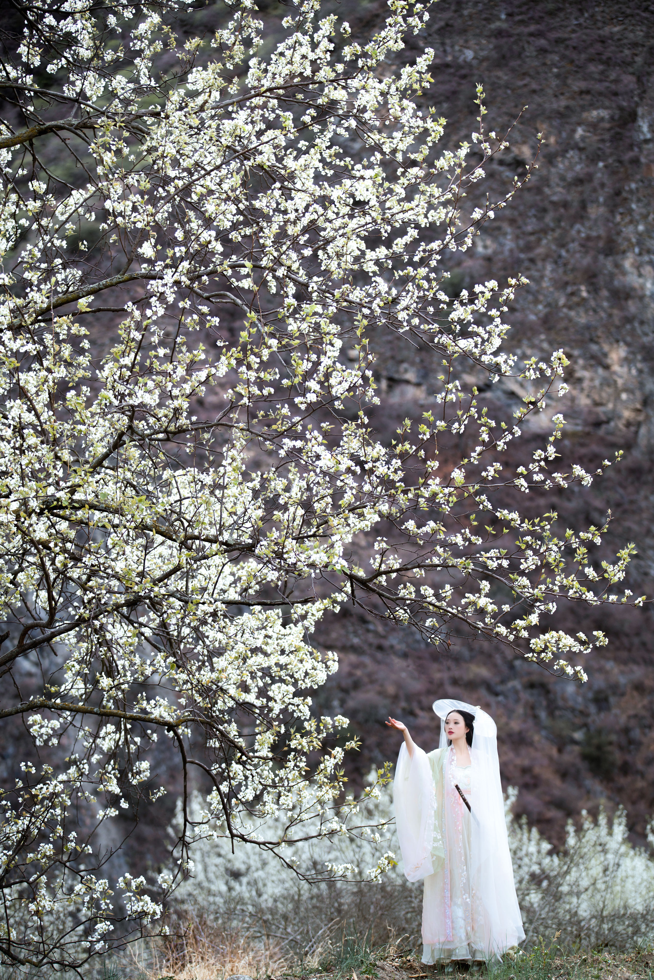 梨花意 古风 意境 梨花 花 古代 唯美 禅意 山林 艺术