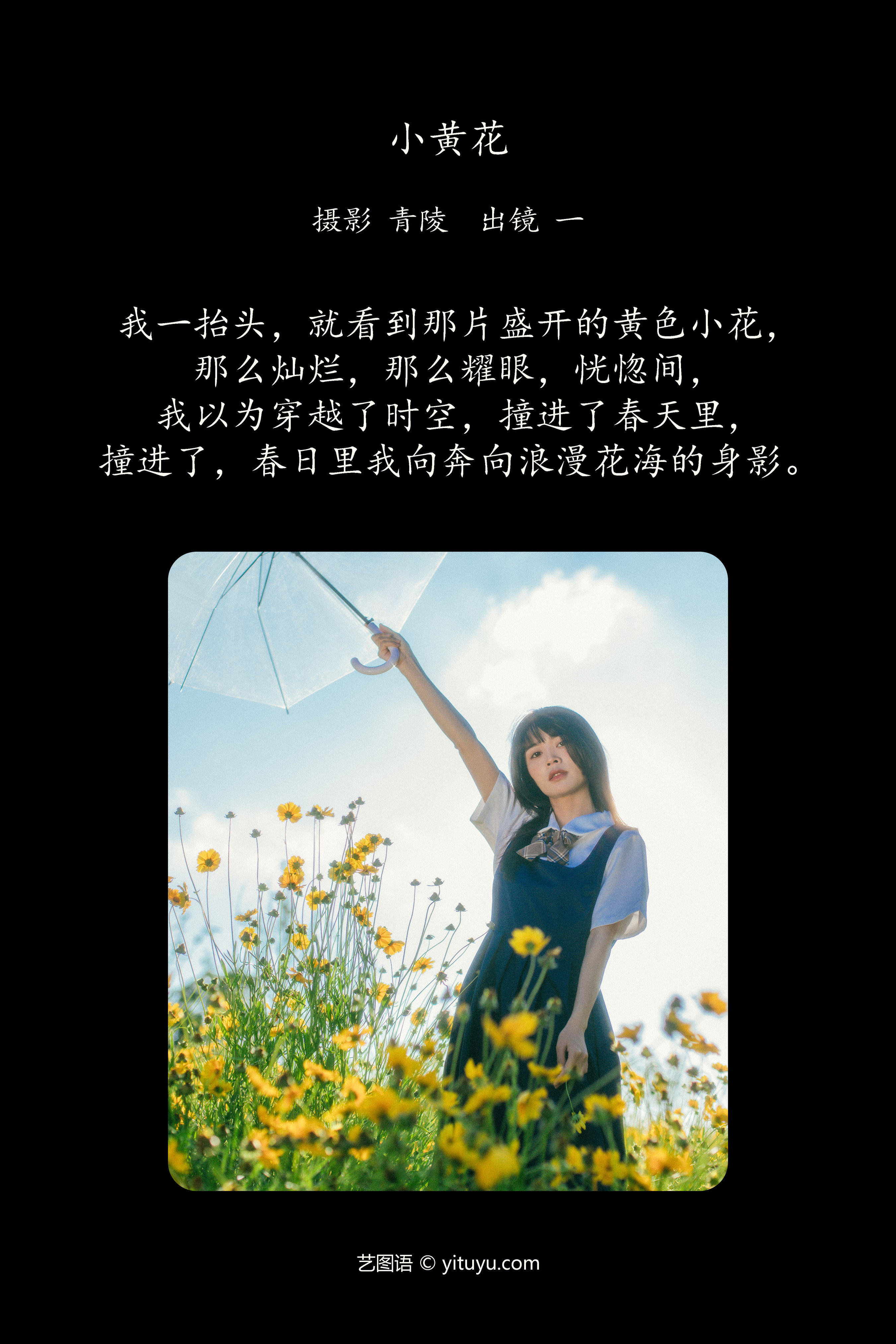 小黄花的绽放魅力：春日盛开之惊艳瞬间