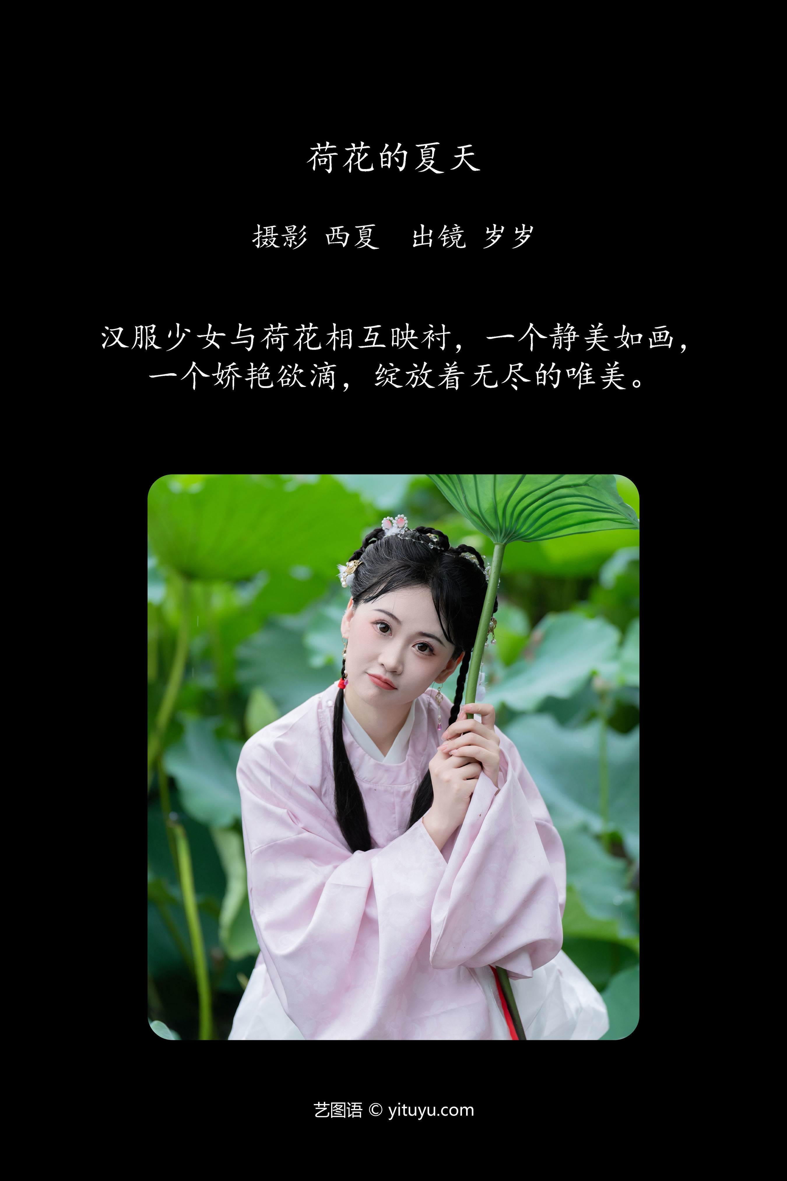 夏日荷花之美：绽放的莲韵与清凉之境