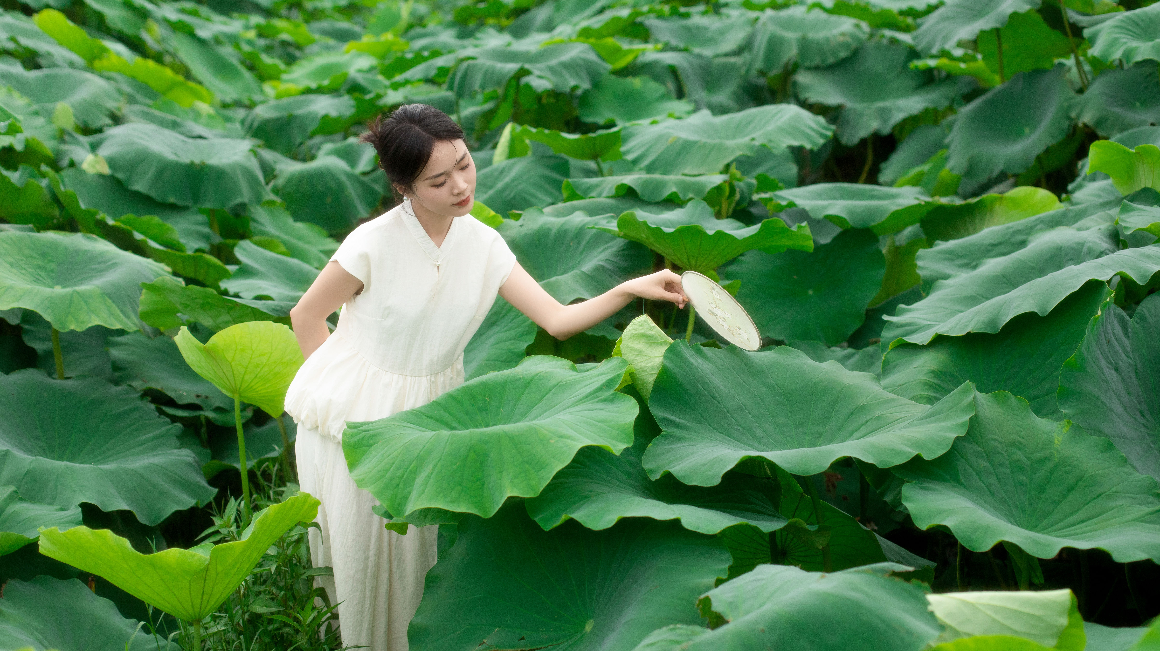 夏日荷韵舞动莲香，湖光倩影醉人心扉。