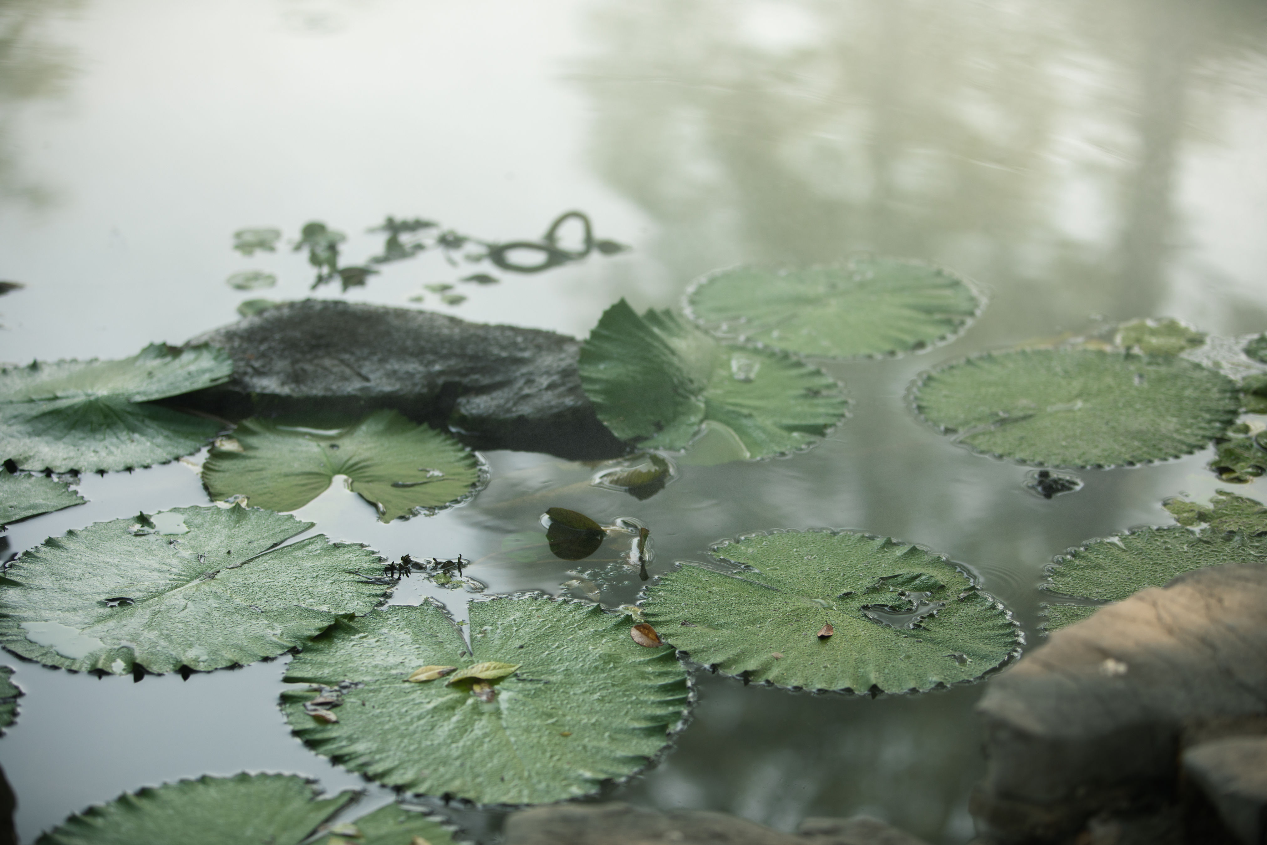 夏意盈窗，竹影轻摇，静听蝉鸣入梦来