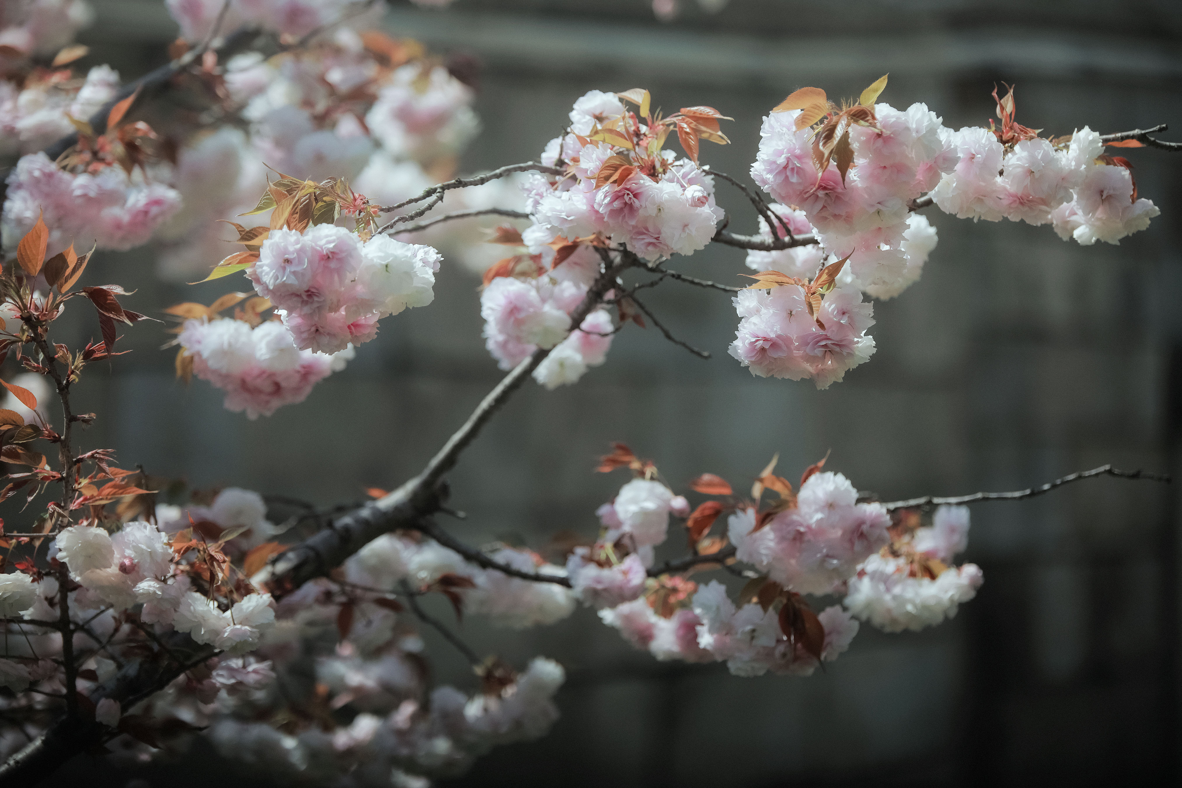 春如旧梦绕花前，月似当年照水边，情愫绵绵。